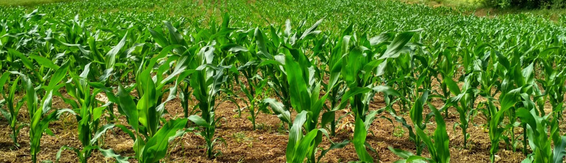 Agriculture, fisheries, and forestry represent picture